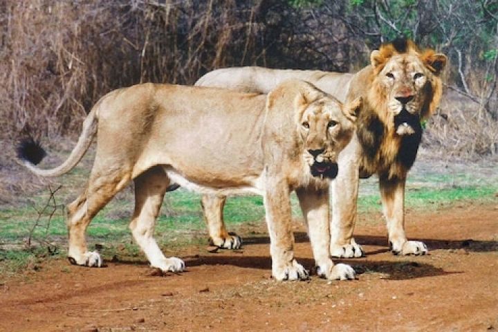 Gujarat-Lions.jpg