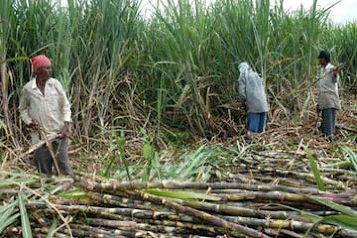 SUGARCANE-farmers-1-16532109773x2-1.jpg