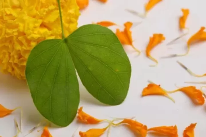 dasara-apta-leaf-benefits.webp