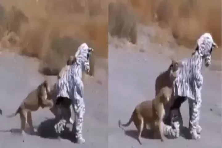 lion-attack-on-zebra-man-16643675873x2-1.webp