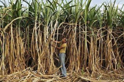 sugarcane-1-1.jpg