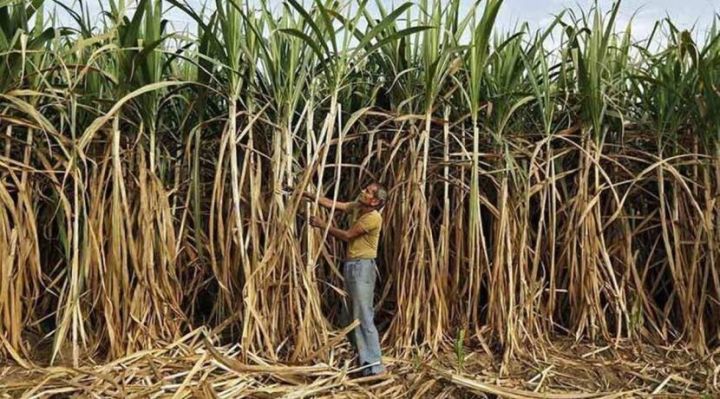 sugarcane-1-1.jpg